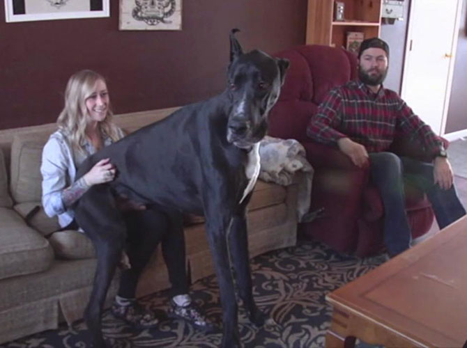 Il cane più alto del mondo