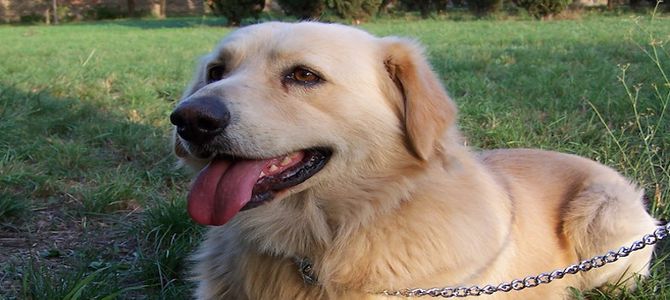adozione cane