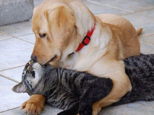 bacio cane gatto