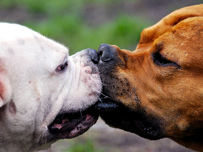 bacio cani