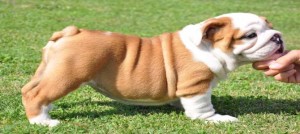 bulldog inglese