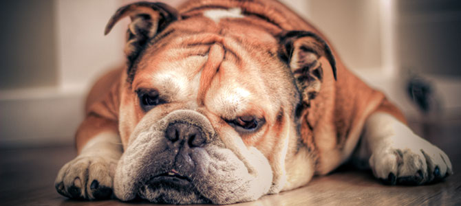 bulldog inglesi
