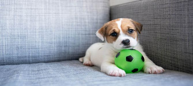 cagnolino carino