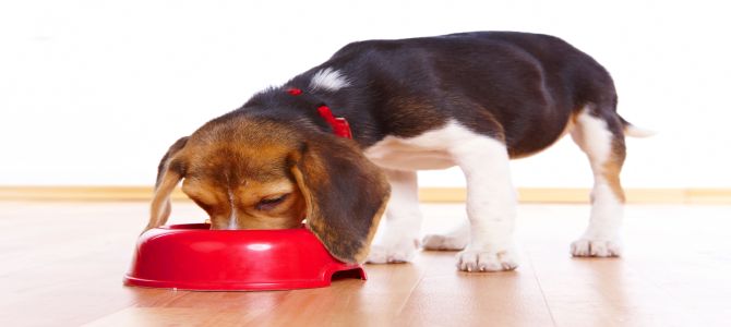 Problemi di digestione del cane? Ecco come evitarli