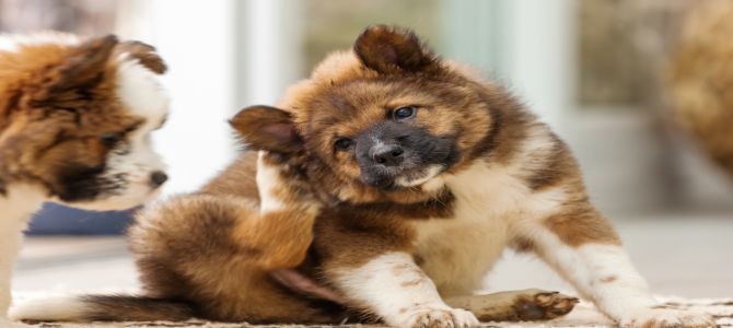 Perché i cani si grattano la cute?