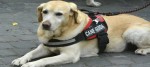 cane guida 1