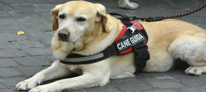 Visite gratuite per i cani guida dei ciechi