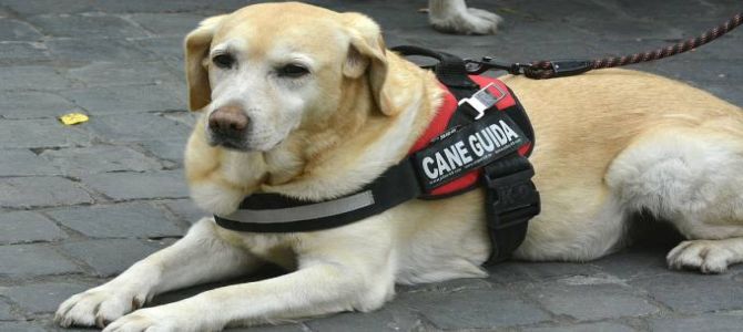 cane guida 1