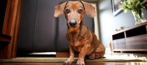 cane in casa primi mesi