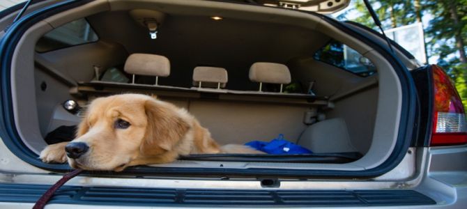 Campagna Aidaa per non lasciare i cani chiusi in auto