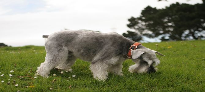 Quali sono le piante nocive per i cani?