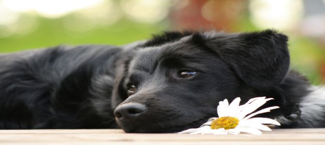 cane nero