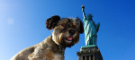 cane new york