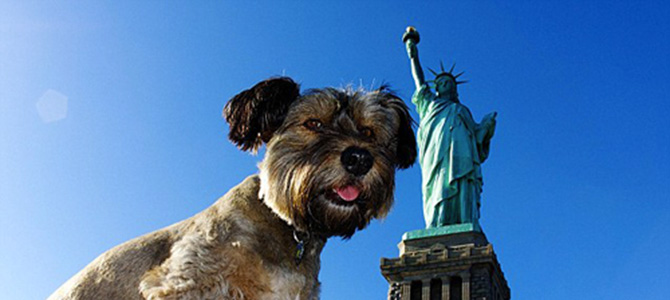 cane new york