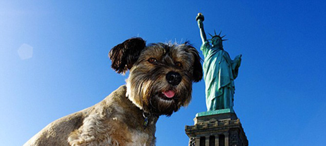 A New York con il cane, ecco come