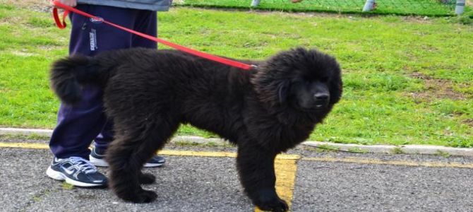 cane passeggiata