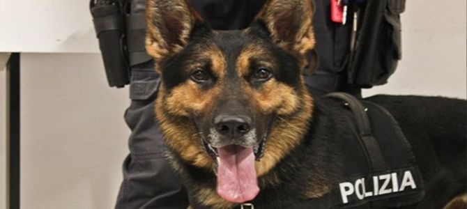 cani poliziotto