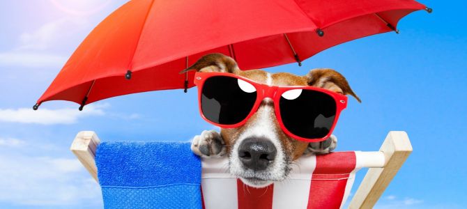 cane spiaggia