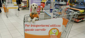 cane supemercato