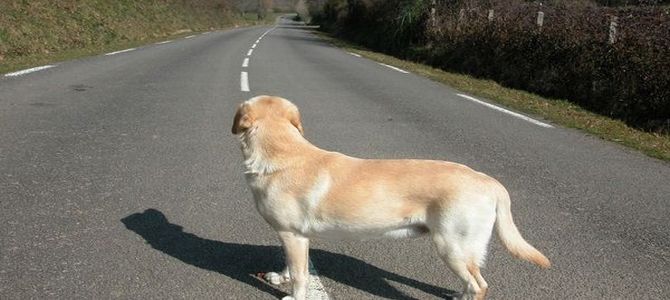 Abbandoni il tuo cane? Finisci in galera