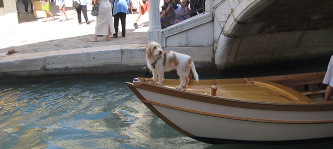 Viaggi a sei zampe a Venezia