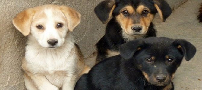 cani adottati