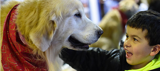 Cani contro il bullismo