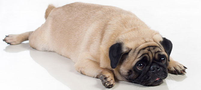Il 50% dei cani in Italia è sovrappeso