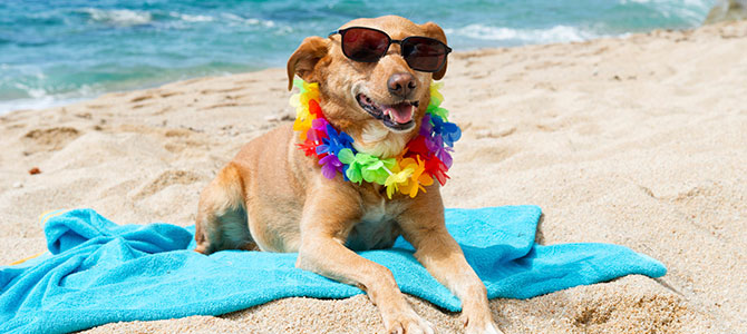 cani spiaggia jesolo