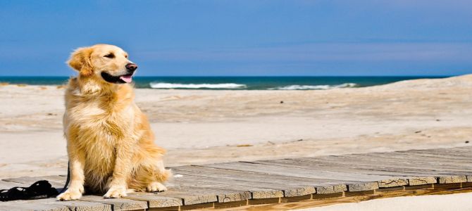 Pescara, via libera a cani e gatti in spiaggia