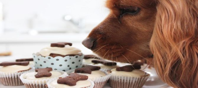 chien chic