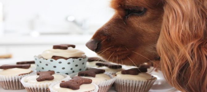 Apre Chien Chic, la pasticceria per i cani