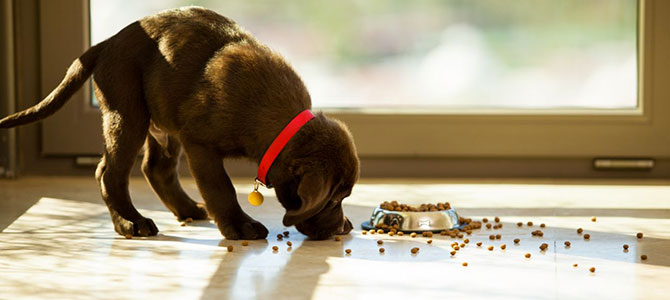 Come e quando dare il cibo a Fido