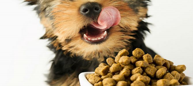 cibo cani