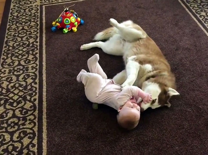 coccole husky