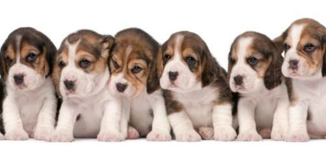 cuccioli beagle