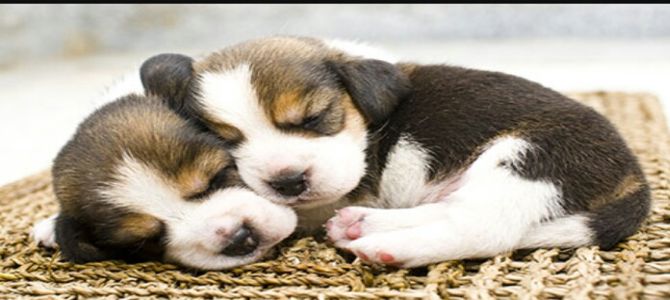 cuccioli cane