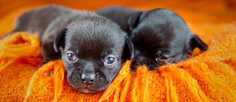 cuccioli di piccola taglia