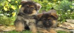 cuccioli pastore tedesco