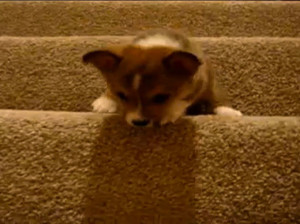 cucciolo sulle scale