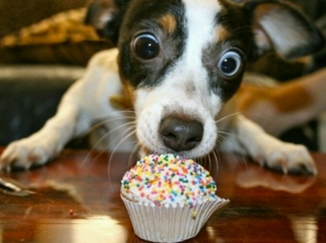 Cupcake, tu m’hai provocato…