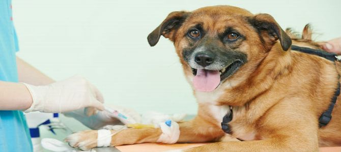 Cane donatore di sangue, ecco come fare