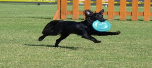 disc dog