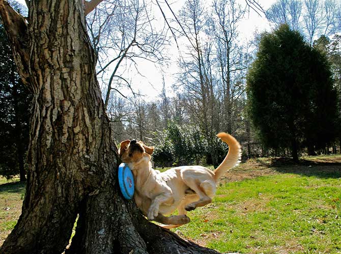 dog fail