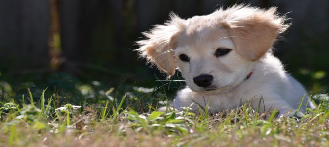 E’ primavera, attenzione ai forasacchi!