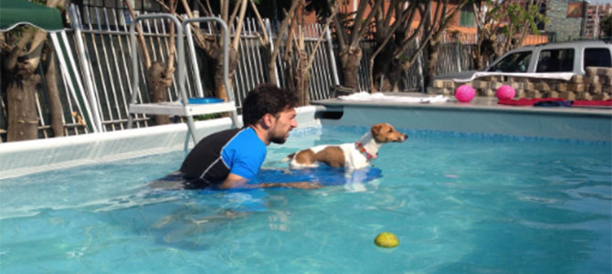 Harmonia, un resort da cani a Milano