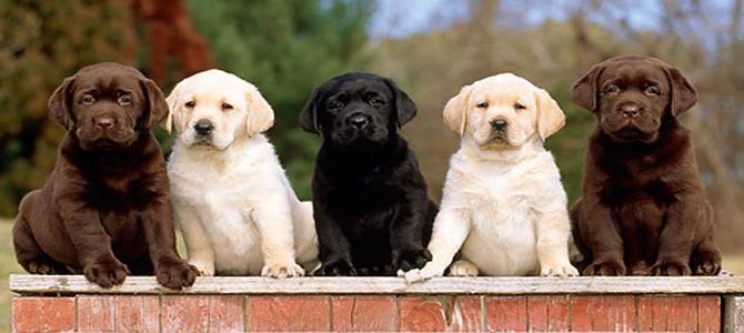 Labrador, cani golosi