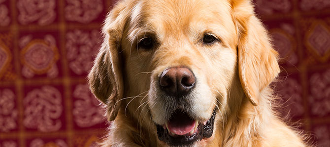 nuovo cane in casa emozioni