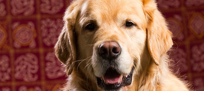 Un nuovo cane in casa: oltre il “Seduto!”