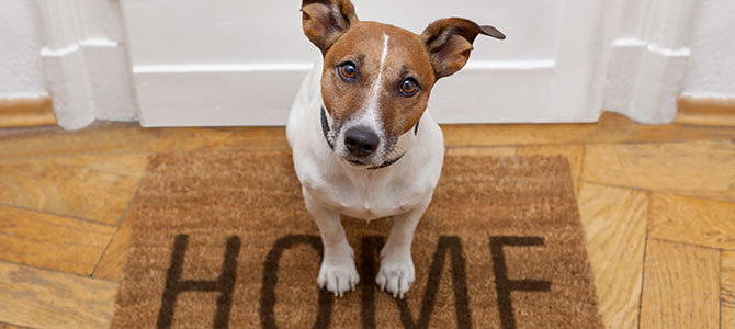 Un nuovo cane in casa: il primo giorno